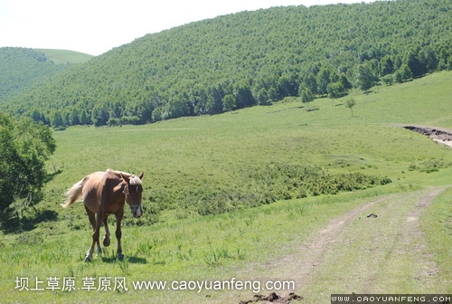 現(xiàn)代車友會 壩上旅游第二天