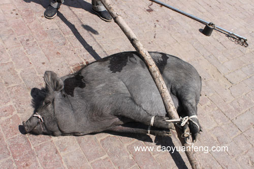 農(nóng)家院殺豬全過程