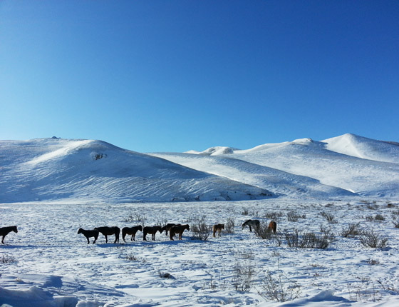豐寧壩上草原雪景篇