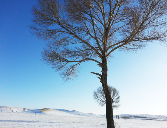 豐寧壩上草原雪景篇