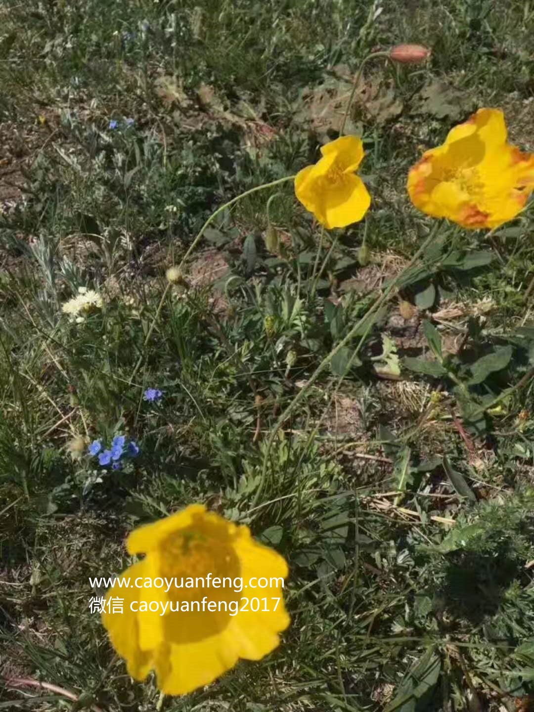 壩上最美季節(jié)花海羊群