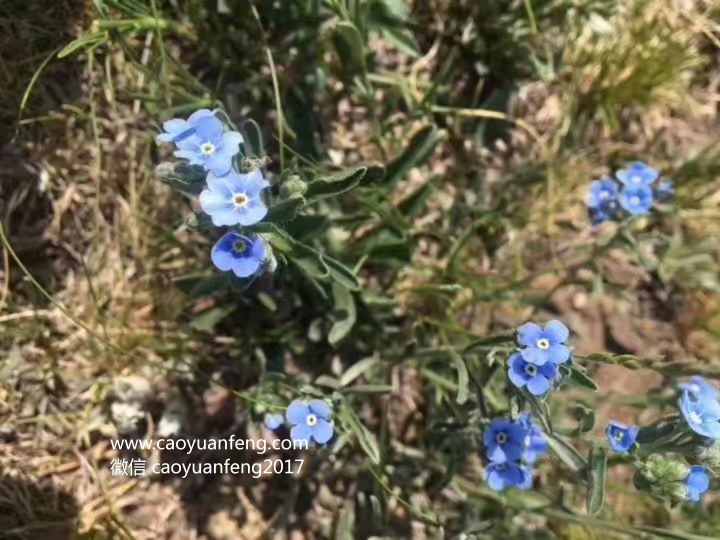 壩上最美季節(jié)花海羊群