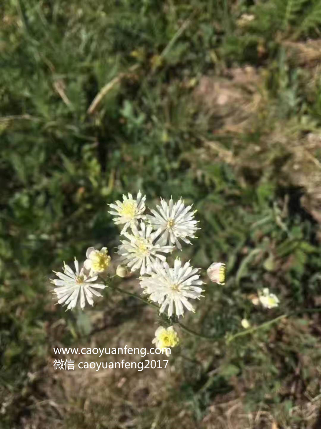 壩上最美季節(jié)花海羊群