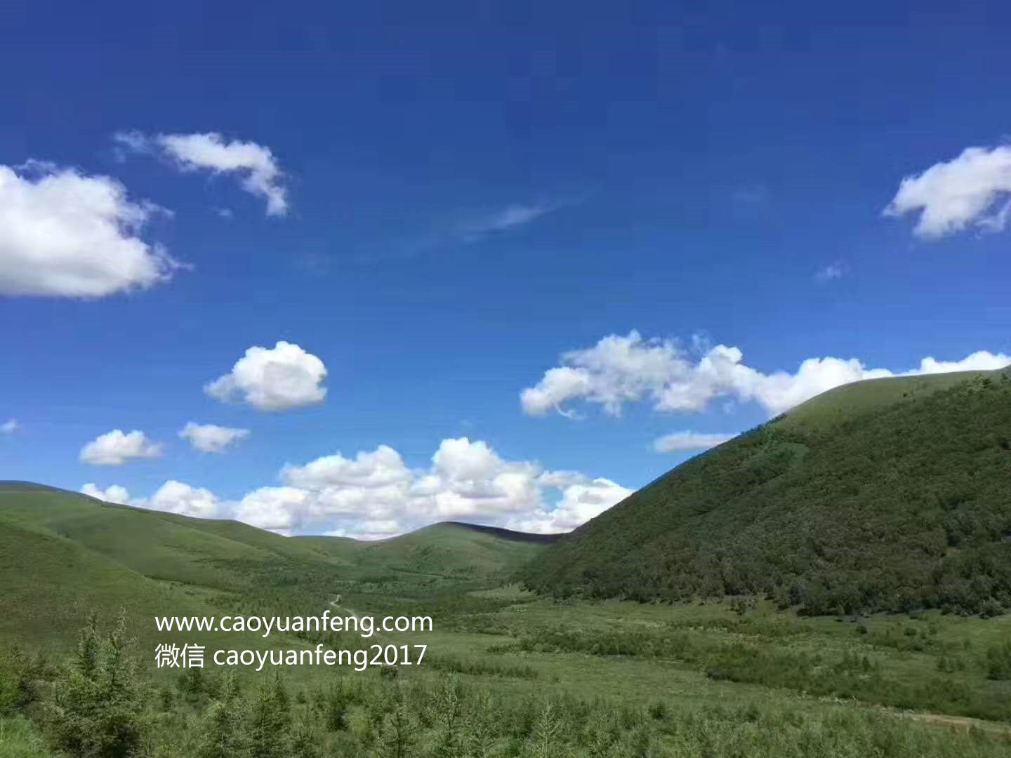 壩上最美季節(jié)花海羊群