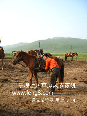 草原風(fēng)農(nóng)家院老劉的兒子 騎馬好手 有喜歡馬的朋友可以找他 劉紅軍 手機(jī)13731427494