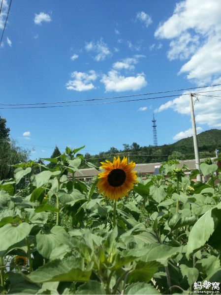 周末和爸媽自駕豐寧壩上草原