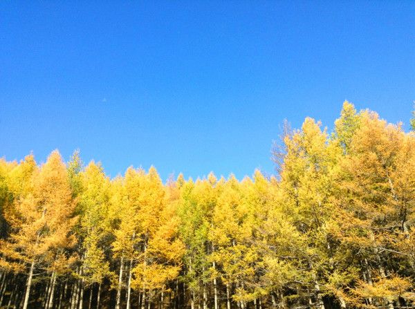 風(fēng)吹麥浪~壩上之行