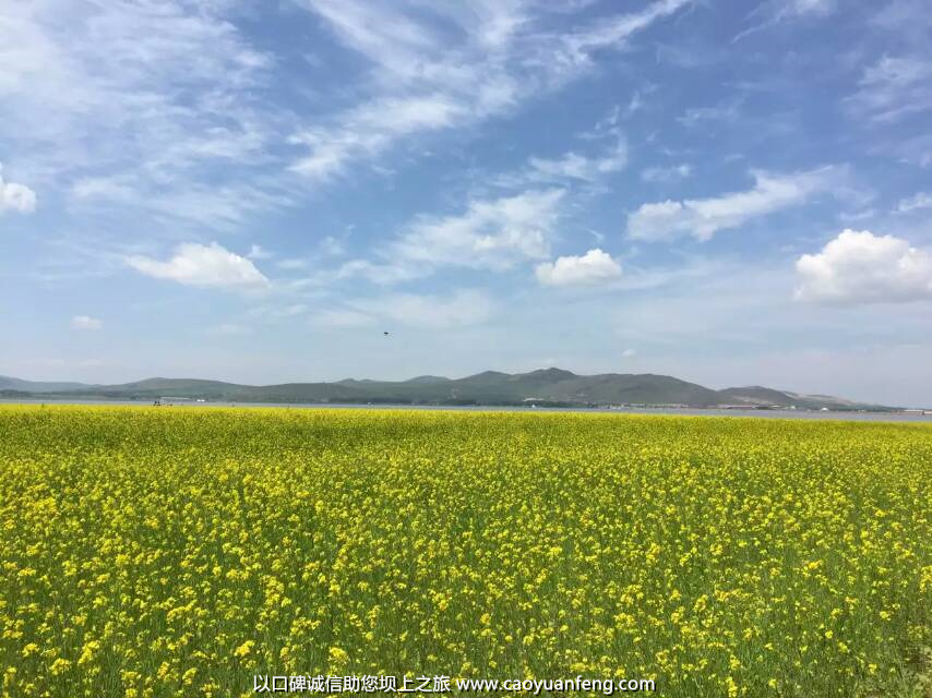 壩上草原油菜花盛開(kāi)最佳時(shí)間